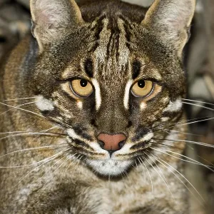ASIAN GOLDEN CAT OR TEMMINK'S CAT catopuma temmincki