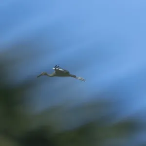 Un esturión asiático (Anastomus oscitans) vuela en el cielo