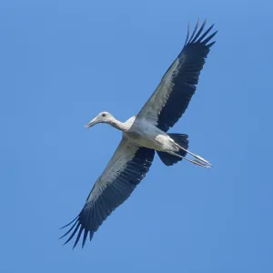 Un esturión asiático (Anastomus oscitans) vuela en el cielo