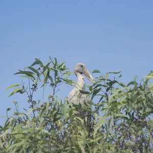 Un esturión asiático (Anastomus oscitans) en una rama de árbol