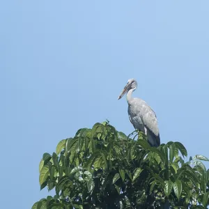 Un esturión asiático (Anastomus oscitans) en una rama de árbol