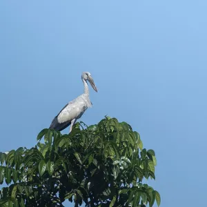 Un esturión asiático (Anastomus oscitans) en una rama de árbol