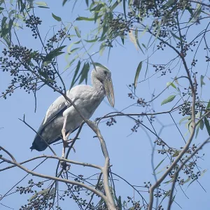 Un esturión asiático (Anastomus oscitans) en una rama de árbol
