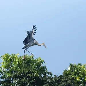 Un esturión asiático (Anastomus oscitans) en una rama de un árbol, Sreepur, Gazipur, Bangladesh.