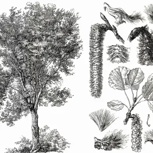 Aspen or trembling aspen (Populus tremula)