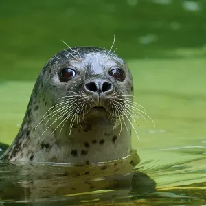 Astonished seal looking out of the water