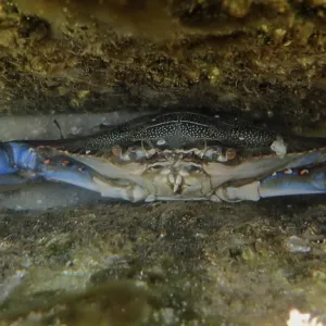 A atlantic blue crab (Callinectes sapidus) threatens in its hiding place with its claws