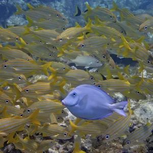 Atlantic blue tang (Acanthurus coeruleus) in school