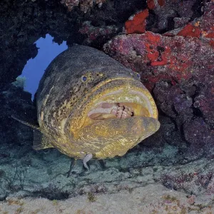 Atlantic goliath grouper (Epinephelus itajara) with open mouth at cleaning station Atlantic goliath grouper (Epinephelus itajara) with open mouth at cleaning station