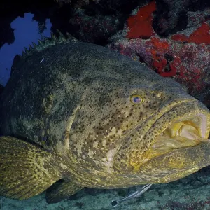 Atlantic goliath grouper (Epinephelus itajara) with open mouth at cleaning station