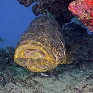Atlantic goliath grouper (Epinephelus itajara) with open mouth at cleaning station