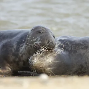 Atlantic grey seal (Halichoerus grypus)