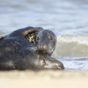 Atlantic grey seal (Halichoerus grypus)