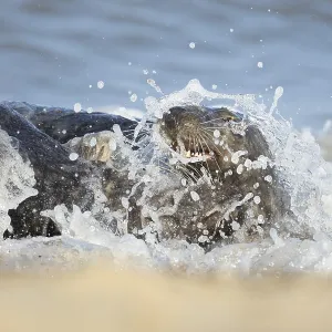 Atlantic grey seal (Halichoerus grypus)