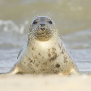 Atlantic grey seal (Halichoerus grypus) adult animal on a beach