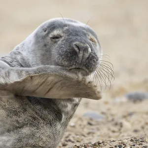 Atlantic grey seal (Halichoerus grypus) adult animal on a beach in winter