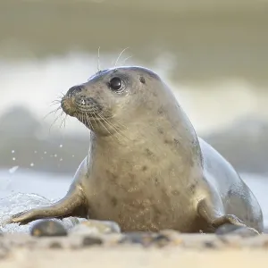 Atlantic grey seal (Halichoerus grypus) adult animal on a coastline