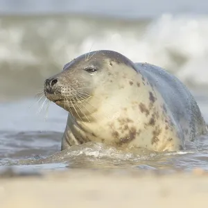 Atlantic grey seal (Halichoerus grypus) adult animal relaxing in the shallow water of the sea at a beach