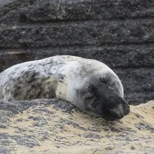 Atlantic grey seal (Halichoerus grypus) adult animal resting on a rock at a beach