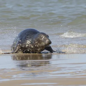 Atlantic grey seal (Halichoerus grypus) adult animal in the shallow sea on a seaside beach