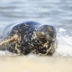 Atlantic grey seal (Halichoerus grypus) adult animal sleeping in the shallow water of the sea on a beach