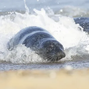Atlantic grey seal (Halichoerus grypus) adult animal surfing in the sea waves on a seaside beach