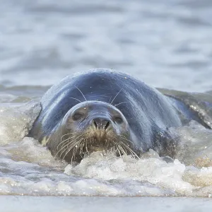 Atlantic grey seal (Halichoerus grypus) adult marine animal resting in the shallow waves of the sea on a coastline