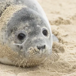 Atlantic grey seal (Halichoerus grypus) juvenile marine animal resting on a beach in winter
