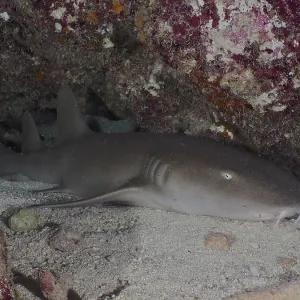 Atlantic nurse shark (Ginglymostoma cirratum) lies under rocks on a sandy bottom