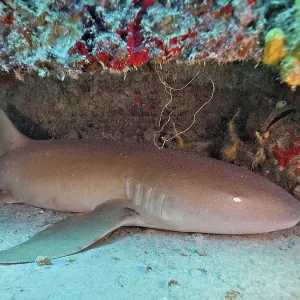 Atlantic nurse shark (Ginglymostoma cirratum) resting on the deck