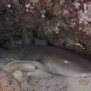 An Atlantic nurse shark (Ginglymostoma cirratum) rests in the sand at night An Atlantic nurse shark (Ginglymostoma cirratum) rests in the sand at night