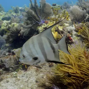 Atlantic spadefish (Chaetodipterus faber) in a typical Caribbean reef landscape