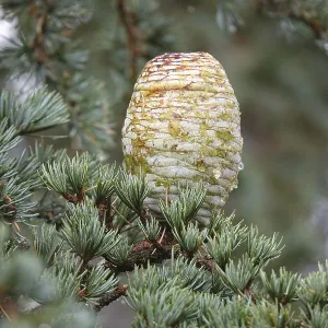 Atlas cedar cones Atlas cedar cones