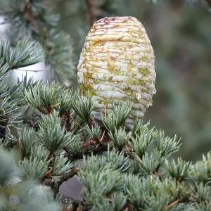 Atlas cedar cones Atlas cedar cones