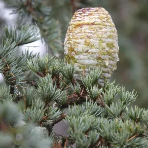 Atlas cedar cones Atlas cedar cones