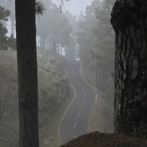 Atmospheric pine forest road in fog