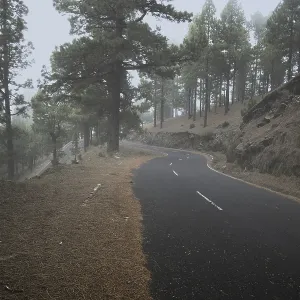 Atmospheric pine forest road in fog
