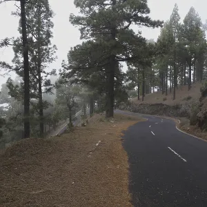 Atmospheric pine forest road in fog