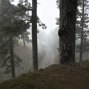 Atmospheric pine forest road in fog