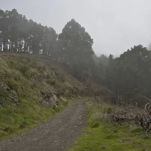 Atmospheric pine forest road in fog