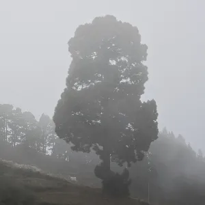 Atmospheric pine forest road in fog