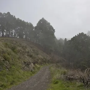 Atmospheric pine forest road in fog