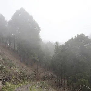 Atmospheric pine forest road in fog