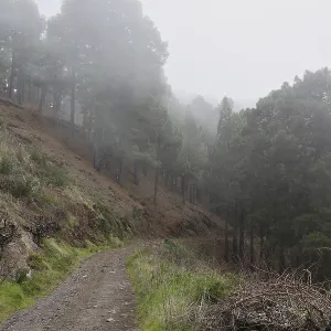 Atmospheric pine forest road in fog