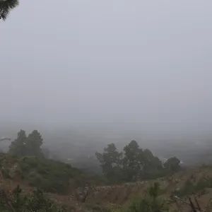 Atmospheric pine forest road in fog