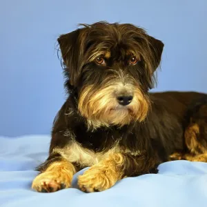 An attention-looking black and brown dog lying on a blue background