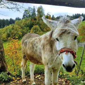 Relaxed Donkey Print Relaxed Donkey Print