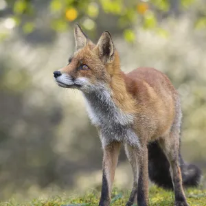 Attentive fox (Vulpes vulpes) on a tree Attentive fox (Vulpes vulpes) on a tree