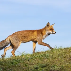Attentive fox (Vulpes vulpes) on a tree Attentive fox (Vulpes vulpes) on a tree
