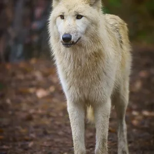 An attentive wolf stands on leafy ground in autumn forest